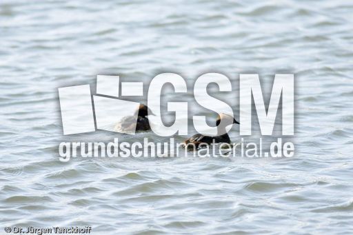 Ohrentaucher (10 von 10).jpg